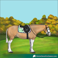 Horse Color:Silver Buckskin Roan Splash