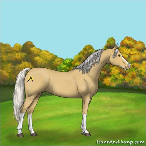 Horse Color:Silver Buckskin Roan Splash 