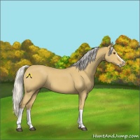 Horse Color:Silver Buckskin Roan Splash