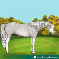 Horse Color:Platinum Chocolate Palomino Roan Splash