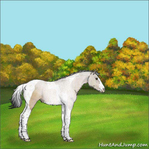 Horse Color:Brown Dun Sabino Tobiano Rabicano 