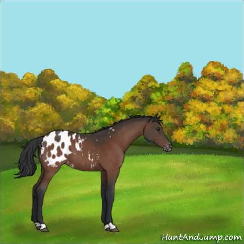 Horse Color:Brown Appaloosa 