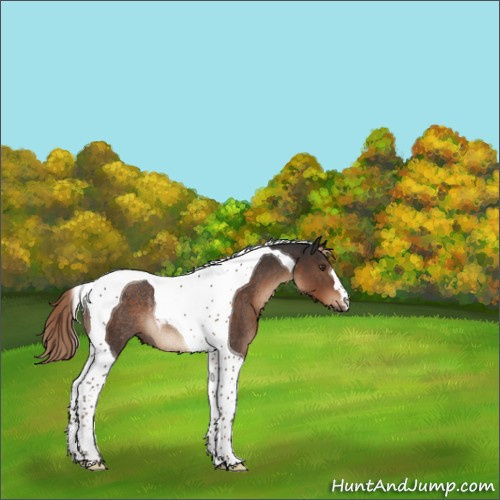 Horse Color:Liver Chestnut Tobiano Rabicano 