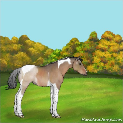 Horse Color:Brown Roan Dun Tobiano 