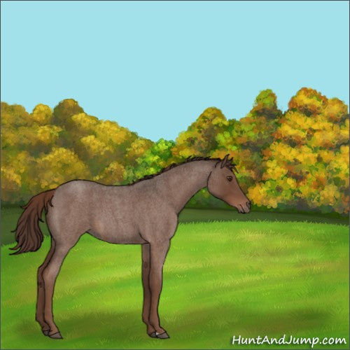 Horse Color:Liver Red Roan 