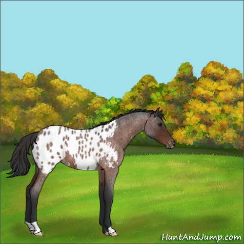 Horse Color:Brown Roan Appaloosa 