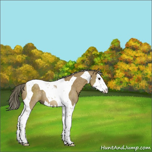 Horse Color:Chocolate Palomino Dun Splash Tobiano Rabicano 