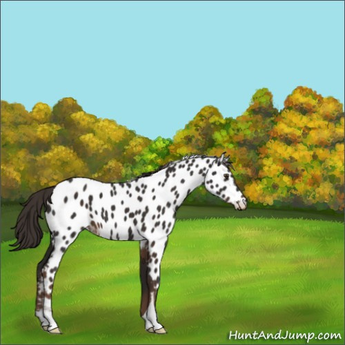 Horse Color:Liver Chestnut Appaloosa 