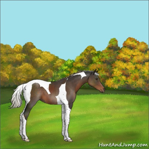 Horse Color:Liver Chestnut Tobiano 