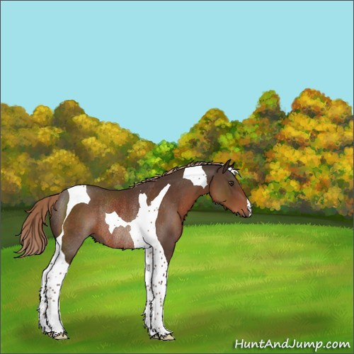 Horse Color:Liver Chestnut Tobiano Rabicano 