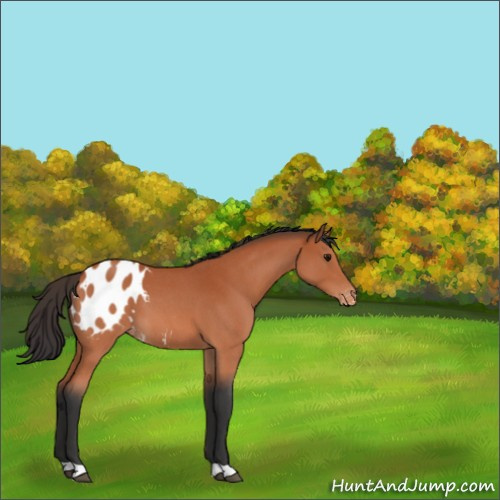 Horse Color:Bay Roan Appaloosa 