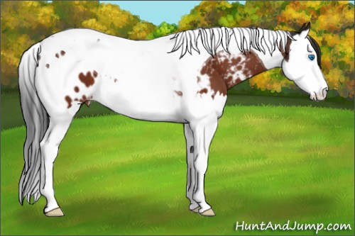 Horse Color:Brown Splash Tobiano Appaloosa 