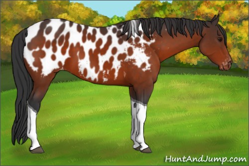 Horse Color:Bay Tobiano Appaloosa 
