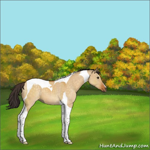 Horse Color:Buckskin Dun Tobiano 