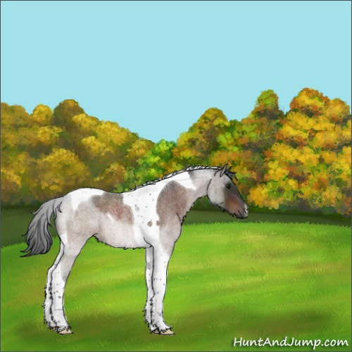 Horse Color:Brown Roan Tobiano Rabicano 