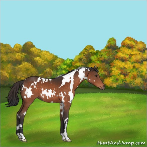 Horse Color:White Spotted Brown 