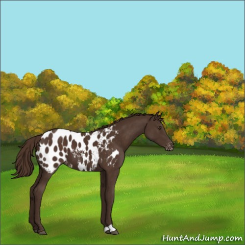 Horse Color:Liver Chestnut Appaloosa 
