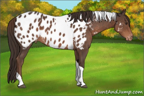 Horse Color:Liver Chestnut Tobiano Appaloosa 