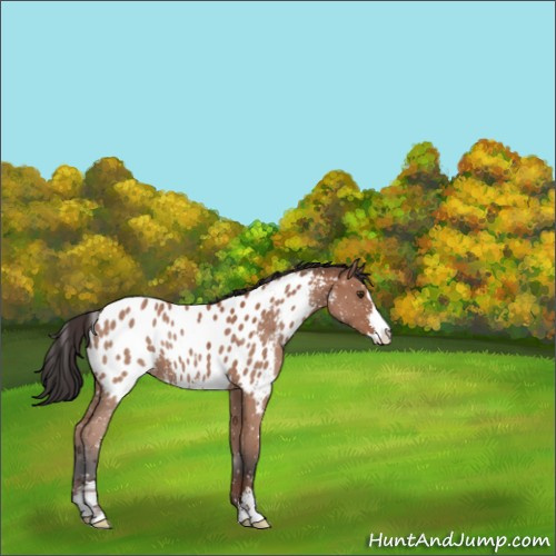 Horse Color:Bay Sabino Near Leopard 