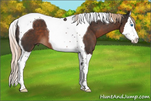 Horse Color:Liver Chestnut Splash Tobiano 