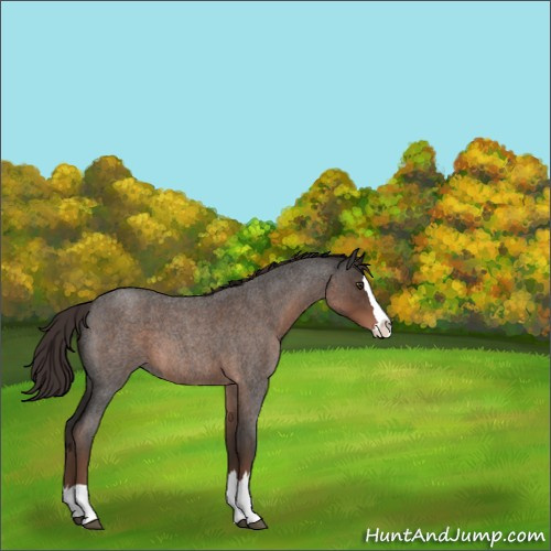Horse Color:Liver Red Roan Splash 