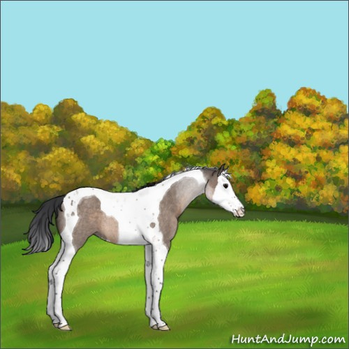 Horse Color:Brown Roan Dun Splash Tobiano Rabicano 