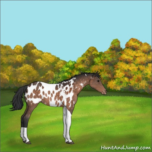 Horse Color:Brown Tobiano Appaloosa Rabicano 