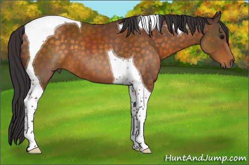 Horse Color:Buckskin Tobiano 