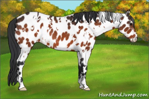 Horse Color:White Spotted Brown Appaloosa Rabicano 