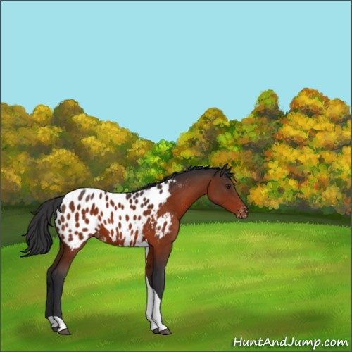 Horse Color:Brown Tobiano Appaloosa Rabicano 