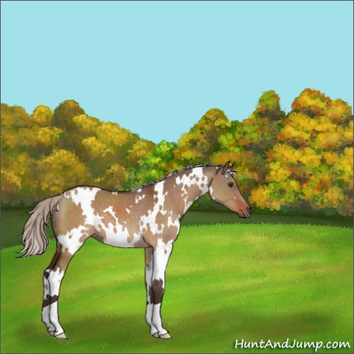 Horse Color:White Spotted Silver Brown Dun 