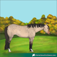 Horse Color:Bay Dun 