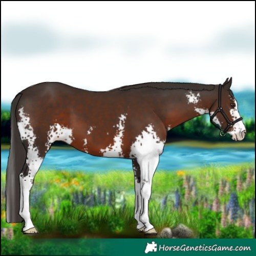 Horse Color:Liver Chestnut Sabino