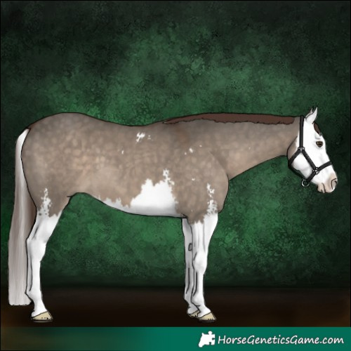 Horse Color:Liver Red Dun Sabino Splash 