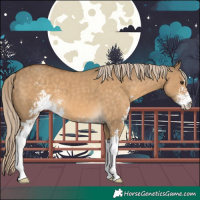 Horse Color:Chocolate Palomino Dun Sabino 