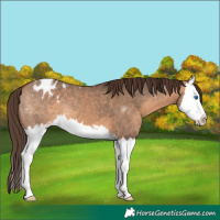 Horse Color:Bay Dun Sabino Splash Appaloosa 