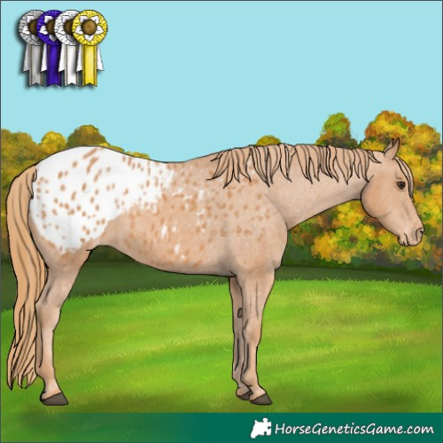 Horse Color:Chestnut Appaloosa 