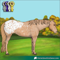 Horse Color:Chestnut Appaloosa 