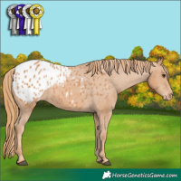 Horse Color:Chestnut Appaloosa 