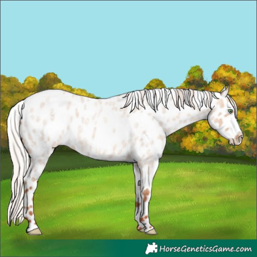 Horse Color:Silver Sable Champagne Roan Dun Appaloosa Rabicano 