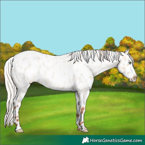 Horse Color:Silver Sable Champagne Roan Dun Appaloosa Rabicano 