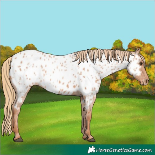 Horse Color:Red Roan Near Leopard