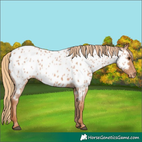 Horse Color:Red Roan Appaloosa 