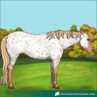 Horse Color:Red Roan Appaloosa 