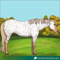 Horse Color:Red Roan Near Leopard 