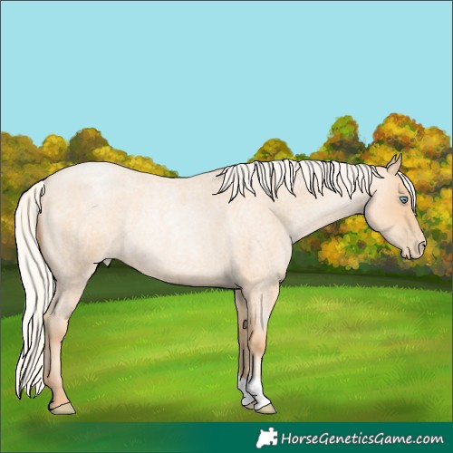 Horse Color:Silver Classic Champagne Roan Pearl Rabicano 