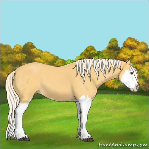 Horse Color:Palomino Roan Splash 