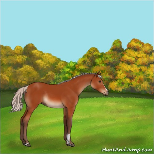 Horse Color:Silver Bay Sabino Rabicano 