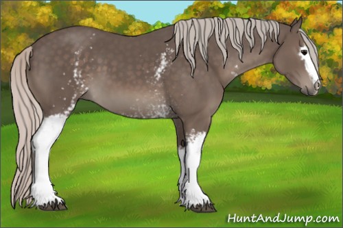 Horse Color:White Spotted Silver Black 