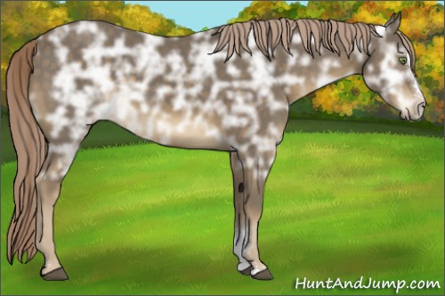 Horse Color:Chocolate Palomino Ice Sabino 